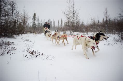 best in churchill are the dog sledding tours